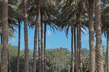 酒店 Anantara Desert Islands Resort & Spa