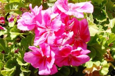 B&b Al Giardino