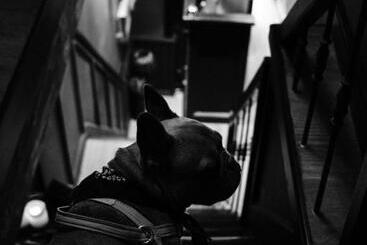 Boutique Hotel & Restaurant Frenchie