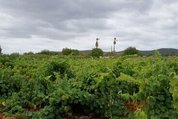 Agroturismo Sa Vinya D En Palerm