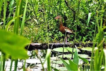 تختخواب و صبحانه Zopango Orchids Island