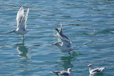 ホテル The Originals City, Hôtel Armen Le Triton, Roscoff