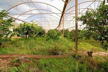 Finca Tropical - Ingenio