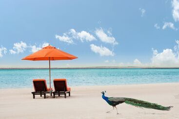 هتل Ja The Resort   Ja Palm Tree Court, Dubai