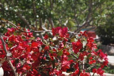پانسیون Les Jardins De Santa Giulia   Charmante Chambre D Hôte