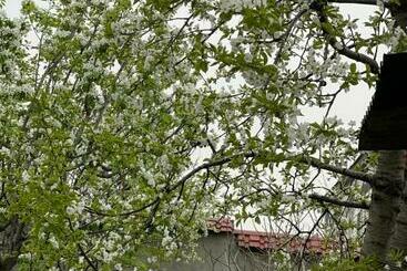 پانسیون The Nut Guest House