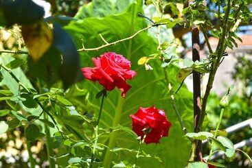 هتل The Secret Garden Relais