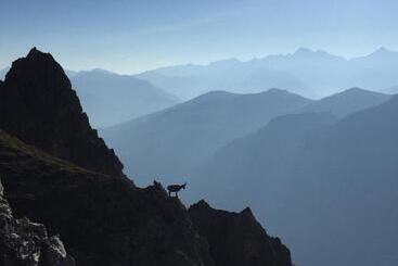 پانسیون Alpenhaus Monte