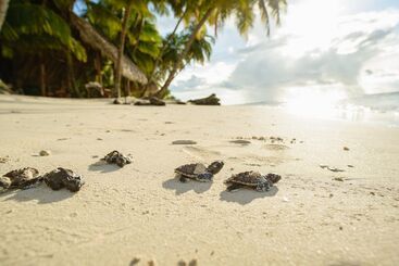استراحتگاه Calala Island