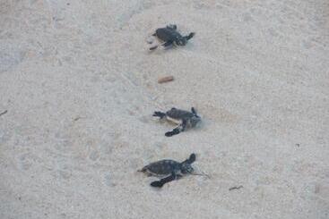 هتل The Beach Crab Resort