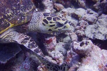 استراحتگاه Butiama Marine Camp
