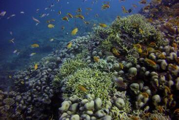 استراحتگاه Butiama Marine Camp