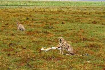 Kimana Amboseli Camp - Amboseli