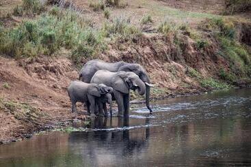 هتل Mdluli Safari Lodge
