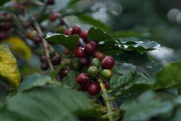 هتل Arusha Villa Karamu Coffee Estate