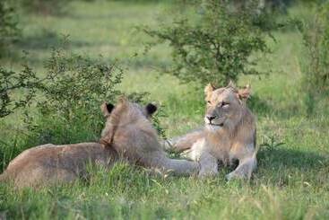 هتل Mhondoro Safari Lodge & Villa