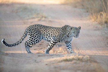 هتل Mhondoro Safari Lodge & Villa