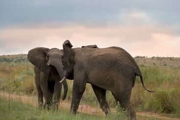 هتل Mhondoro Safari Lodge & Villa