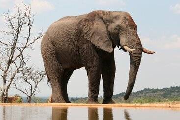 هتل Mhondoro Safari Lodge & Villa