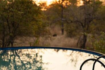 هتل Simbavati Trails Camp