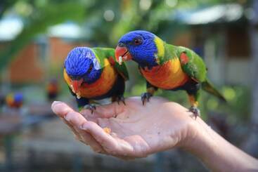 هتل Tasman Holiday Parks   Airlie Beach