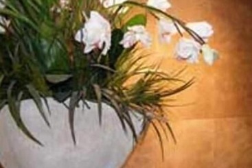 Terra Vive Suites & Apartments