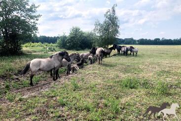 B&b De Konik Bourtange