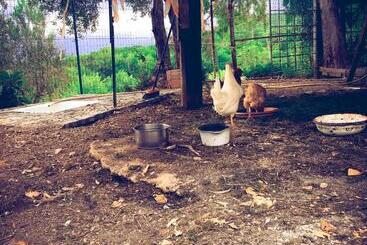 تختخواب و صبحانه La Gallina Nel Castello Citr Oo9002 Beb Oo11