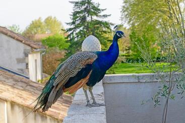 تختخواب و صبحانه Bastide De Bellegarde