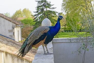 تختخواب و صبحانه Bastide De Bellegarde