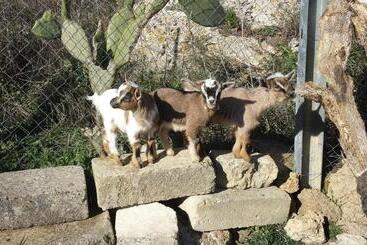 هتل Agriturismo Petra Lucana