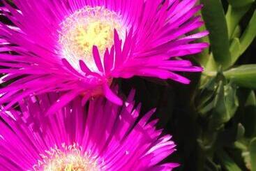 استراحتگاه Aristoteles Holiday Hotel And Spa