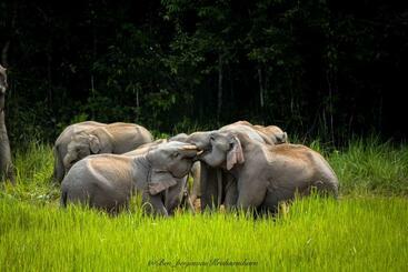 استراحتگاه B&b Forest Hill Khao Yai