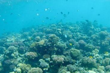هتل Tropitel Sahl Hasheesh