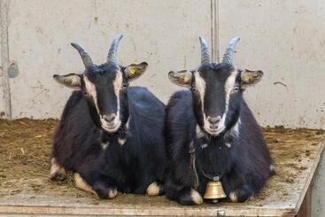 هتل Bio Bauernhof Niederlehen