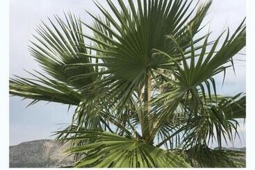 تختخواب و صبحانه Finca Oliva