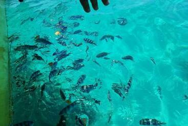 پانسیون Chez Johnny   Blue Bay