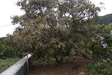 پانسیون Tropical Fruit Garden