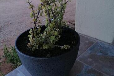تختخواب و صبحانه Apollis Cottage