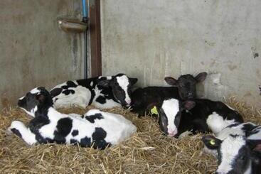 هتل Alltyfyrddin Farm Guest House At The Merlin S Hill Centre