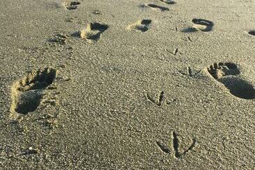 汽车旅馆  Beachfront White Sands