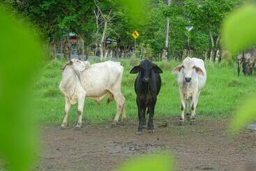 هتل Finca Libelulas
