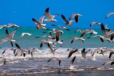 هتل Aranwa Paracas Resort & Spa