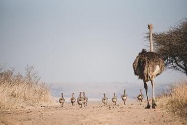 酒店 Tala Game Reserve