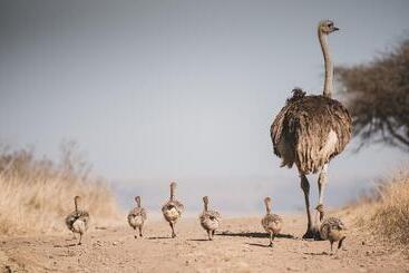 호텔 Tala Game Reserve