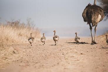 酒店 Tala Game Reserve