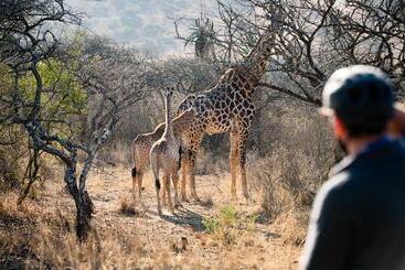 호텔 Tala Game Reserve