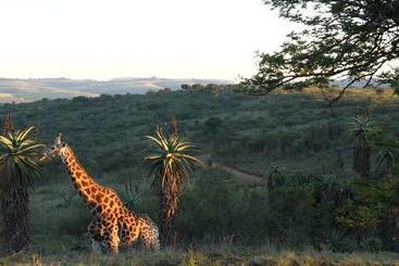 호텔 Tala Game Reserve