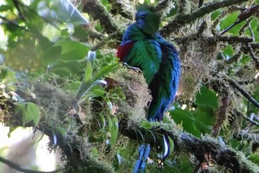 هتل Monteverde Lodge & Gardens By Boena