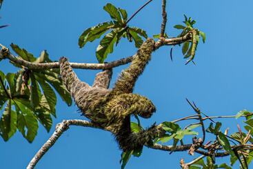 هتل Monteverde Lodge & Gardens By Boena